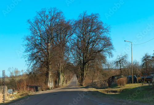 A deserted road in early spring. An alley of roadside trees.