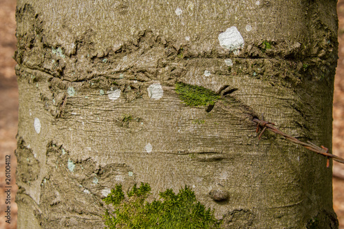 Symbolbild für Dauerschmerz und Verletzung, Stacheldraht ist in Baumstamm gewachsen photo