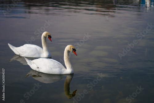 Cigni al lago di Viverone