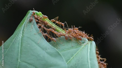 Ants make the crate in the leaves.
