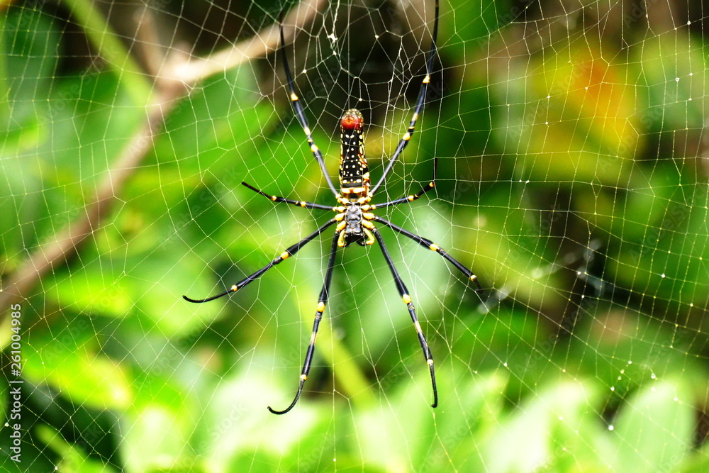 Obraz premium Nephila pilipes spider in its web on the tropical island Zamami, Okinawa