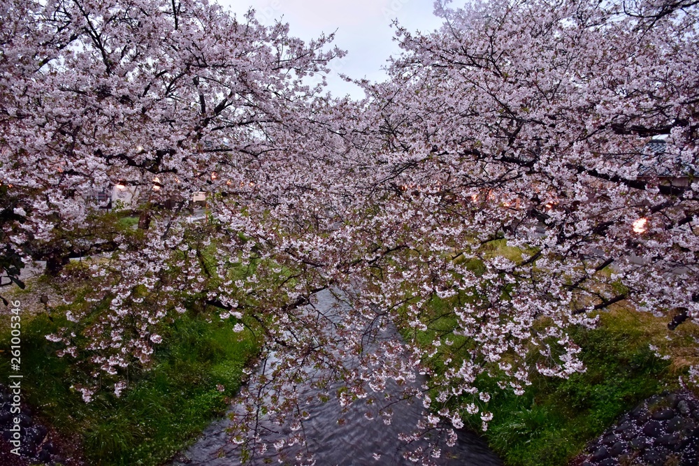 桜並木～Cherry Blossom Row.