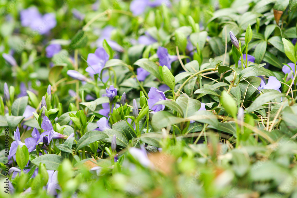 Violet small flowers in the garden background. Beautiful and colorful spring. Violet small flowers in the garden background. Beautiful and colorful spring.