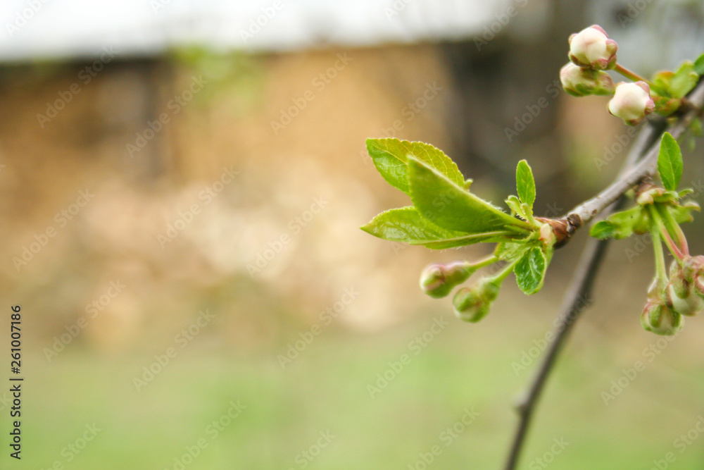 Branch of cherries on a green background. The first days of spring. Flowers appear and begin to flourish. Branch of cherries on a green background. The first days of spring. Flowers appear and begin to flourish.