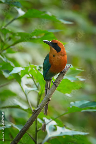 Green-blue and cinnamon colored rainforest bird, Baryphthengus martii martii, Rufous Motmot, perched on mossy twig, front view, blurred green trees in background. West andean slopes, Ecuador.
