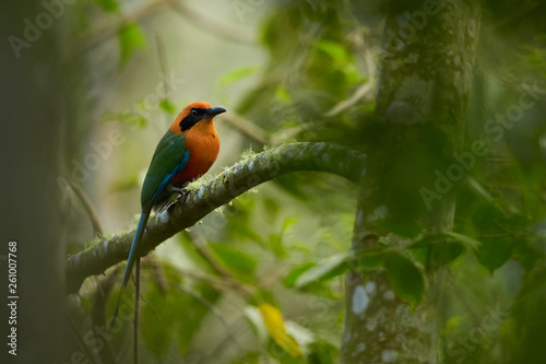Green-blue and cinnamon colored rainforest bird, Baryphthengus martii martii, Rufous Motmot, perched on mossy twig, front view, blurred green trees in background. West andean slopes, Ecuador. © Martin Mecnarowski