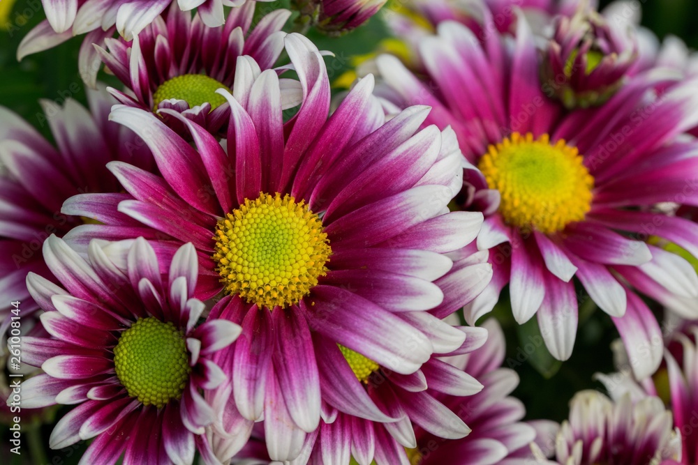 flowers on a black background flowers on a black background