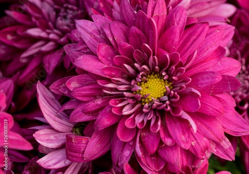 closeup of pink flower