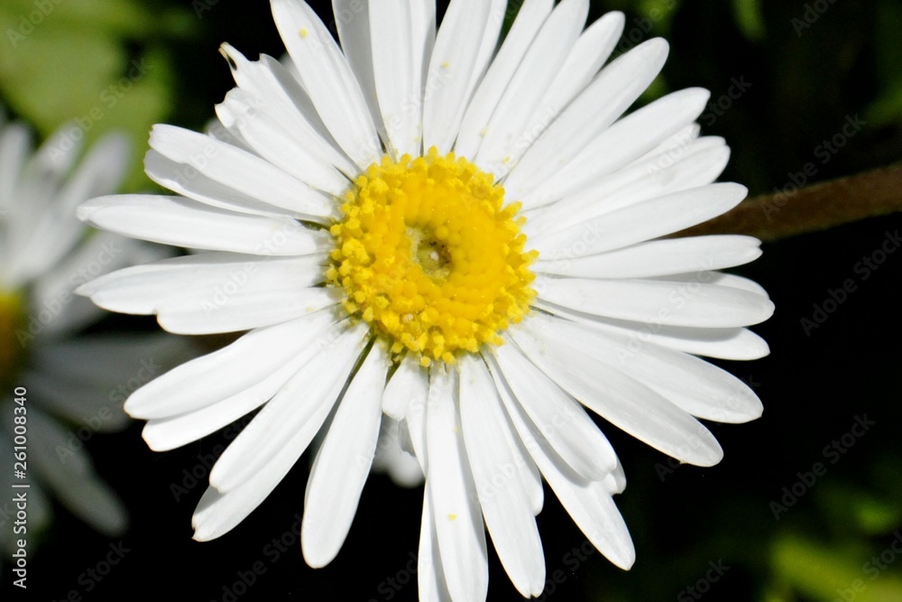 Fototapeta premium Marguerite