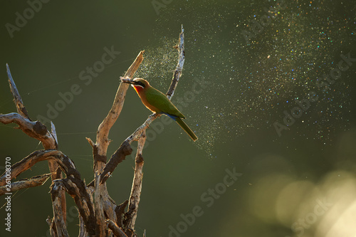 African bird, White-fronted Bee-eater, Merops bullockoides, feeding on moth in backlit, colorful diamond dust effect on particles released from the wings of a moth in  background. Kruger, South Africa photo