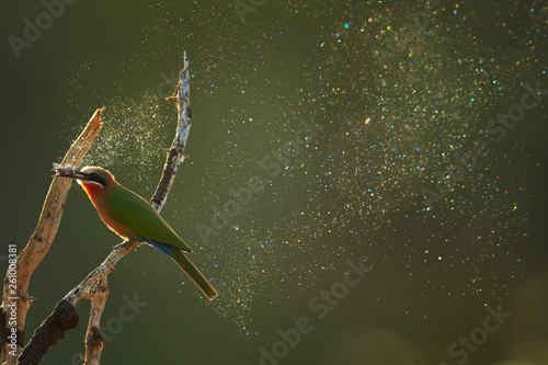 African bird, White-fronted Bee-eater, Merops bullockoides, feeding on moth in backlit, colorful diamond dust effect on particles released from the wings of a moth in  background. Kruger, South Africa photo