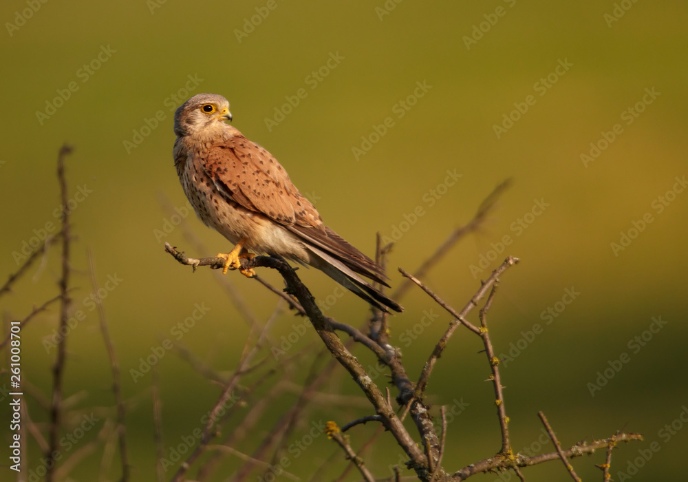 Common Kestrel, Falco tinnunculus, small raptor, close up photo of a female perching on a branch against a blurry green background. Spring in european nature. Common Kestrel, Falco tinnunculus, small raptor, close up photo of a female perching on a branch against a blurry green background. Spring in european nature.
