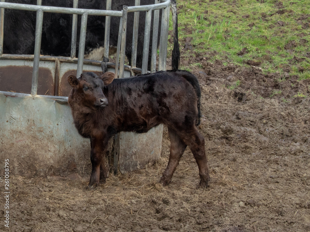 Fototapeta premium Brown Calf in a Field Beside a Cattle Feeder