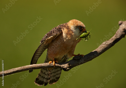 Agile small raptor, Red-footed Falcon, Falco vespertinus, female, feeding on a big green grasshopper, isolated against green background, perched on a branch. Hortobagy, Hungary, Europe.  photo