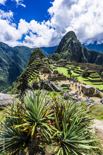 The plants in the background of Machu Picchu