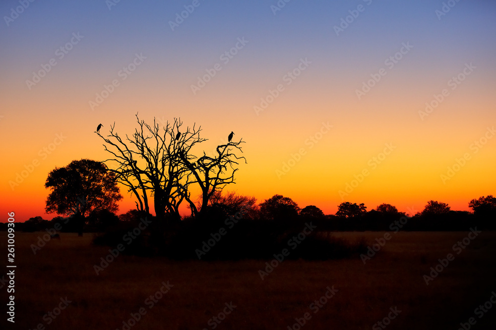 Beautiful African landscape,  silhouette of death tree with group of marabou storks resting on branches against colorful orange and blue sunset sky in national park Hwange, Zimbabwe.  