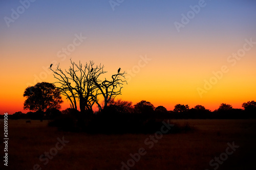 Beautiful African landscape   silhouette of death tree with group of marabou storks resting on branches against colorful orange and blue sunset sky in national park Hwange  Zimbabwe.  