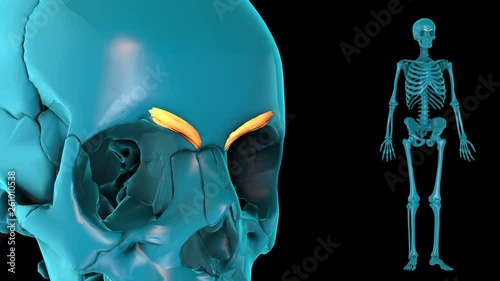Procerus--3D HUMAN MUSCLE ATLAS photo