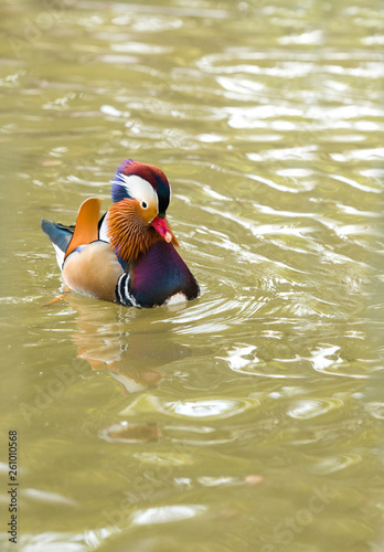 mandarin duck on the brown ground in spring, Birds and animals in wildlife.
