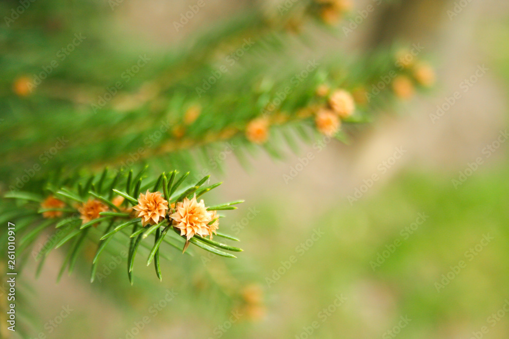 Branch of spruce on a green background. Spring time in the park. Branch of spruce on a green background. Spring time in the park.