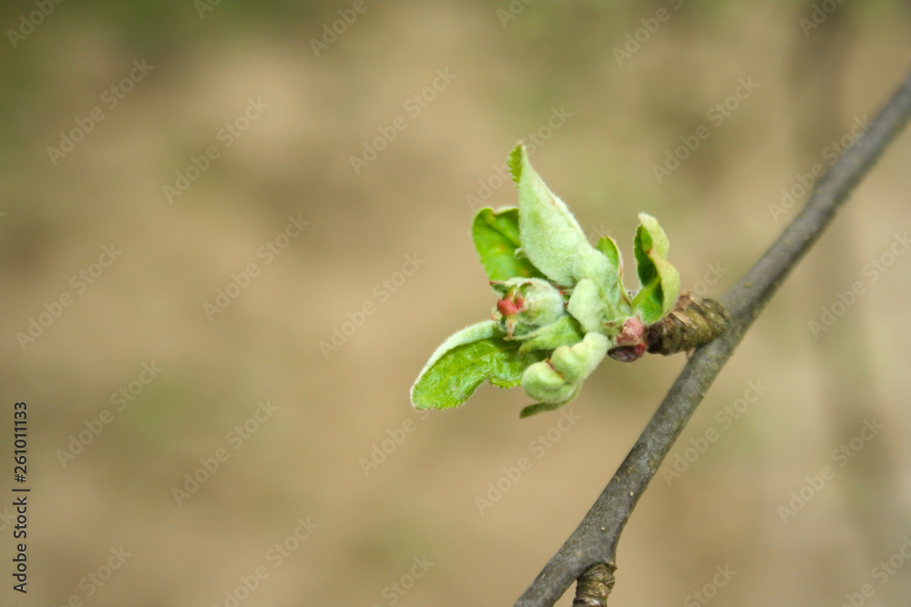 Obraz premium A developing apple blossom. The first signs of spring. Flowers grow and bloom.