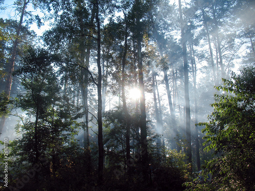 The sun shines through the trees in the forest with tall trees in haze