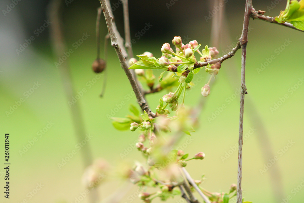 Branch of cherries on a green background. The first days of spring. Flowers appear and begin to flourish. Branch of cherries on a green background. The first days of spring. Flowers appear and begin to flourish.
