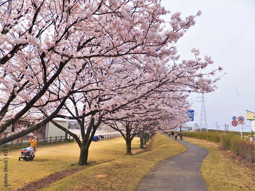 桜