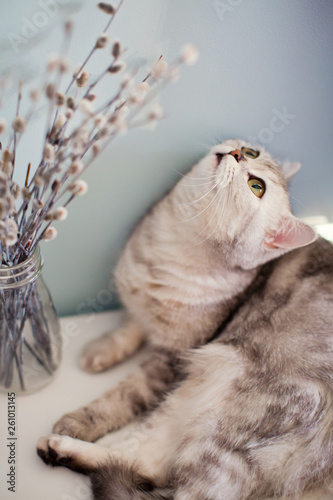 grey cat and pussy willow photo