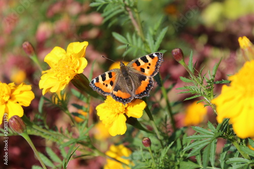 butterfly on flower