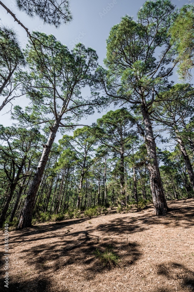Fototapeta premium On a slope in a pine forest