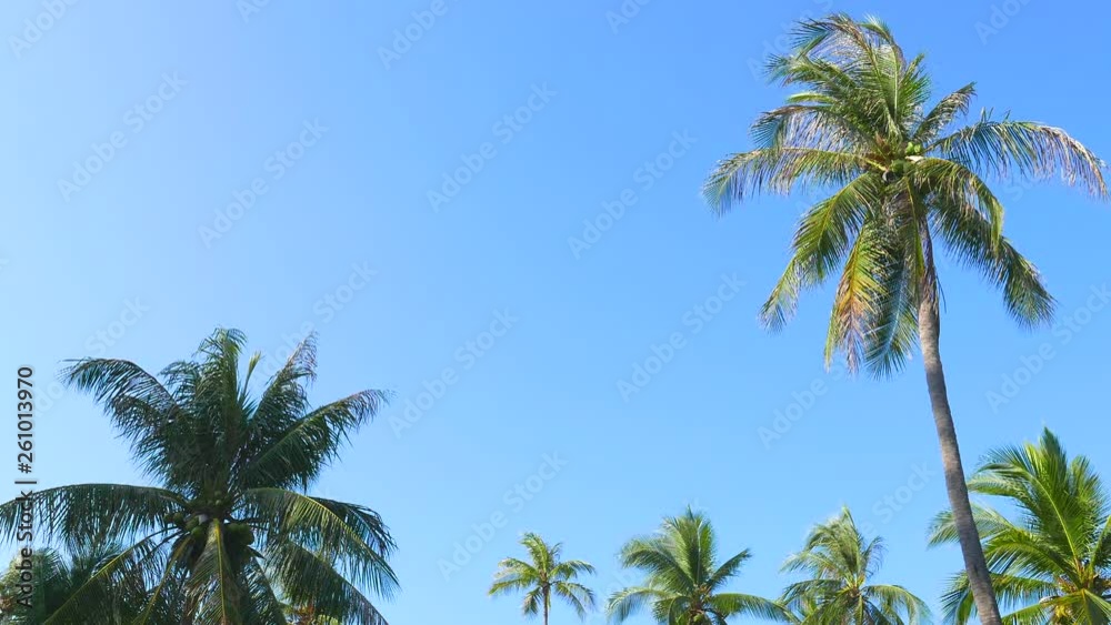 Locked-off low angle shot of palm tree leaves against blue sky background. Locked-off low angle shot of palm tree leaves against blue sky background.