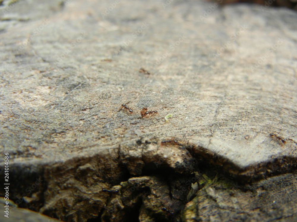 ants on a wooden stump ants on a wooden stump