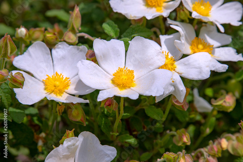 Flowers and buds of a white field rose - Rosa arvensis