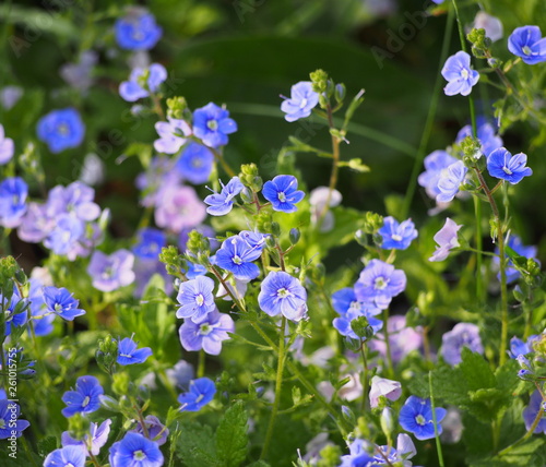 Veronica arvensis - wall speedwell blue flowers, Poland