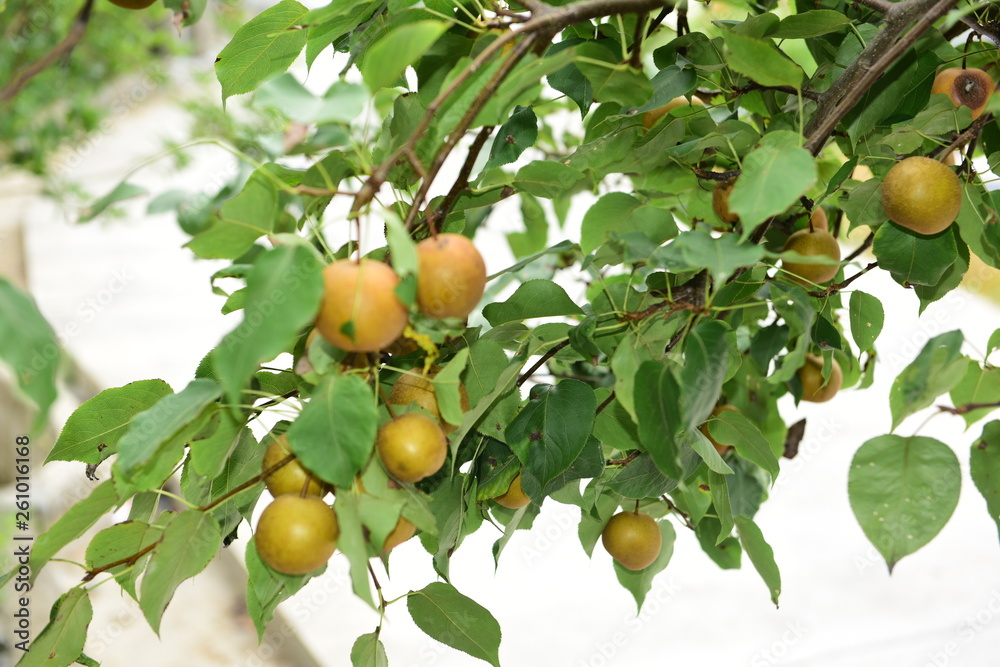 Pear tree is full of fruit