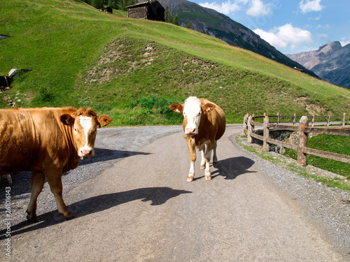 Small herd of cows near the stable