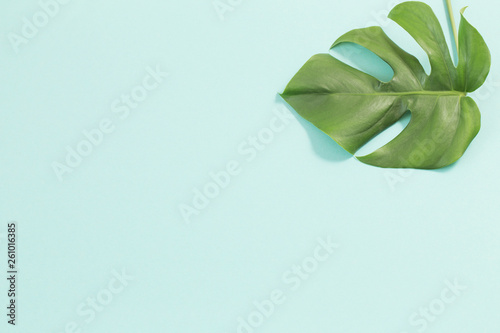 monstera leaves on green background