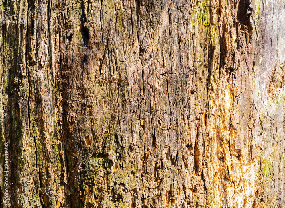 Obraz premium Wood Texture With Natural Pattern