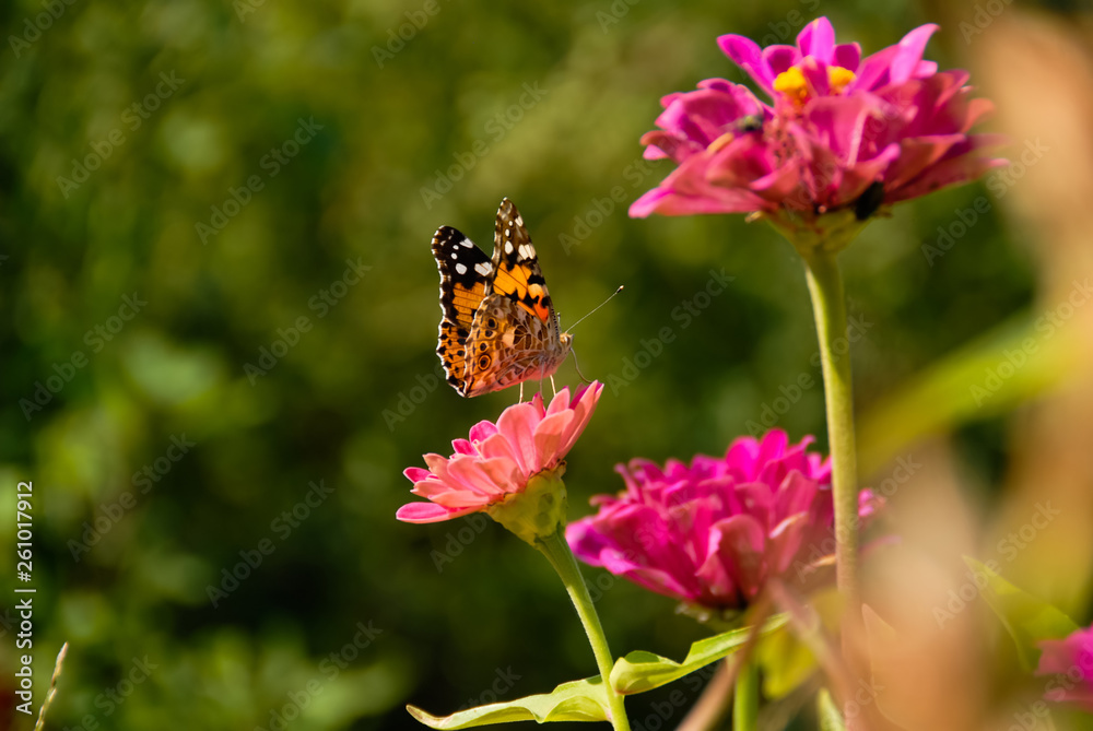 Close up view of butterfly on pink flowers in garden Close up view of butterfly on pink flowers in garden