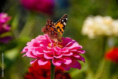 butterfly feeding on big pink flower with blurred background © Octavian