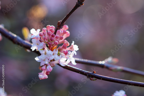 Viburnum farreri, small white flowers on branches in springtime