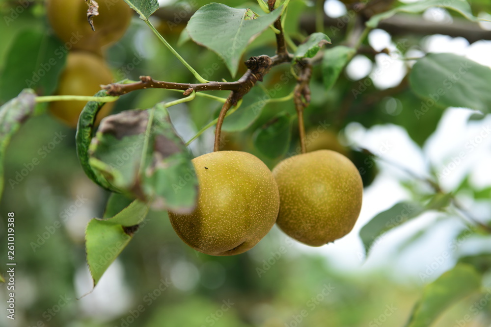 Pear tree is full of fruit Pear tree is full of fruit