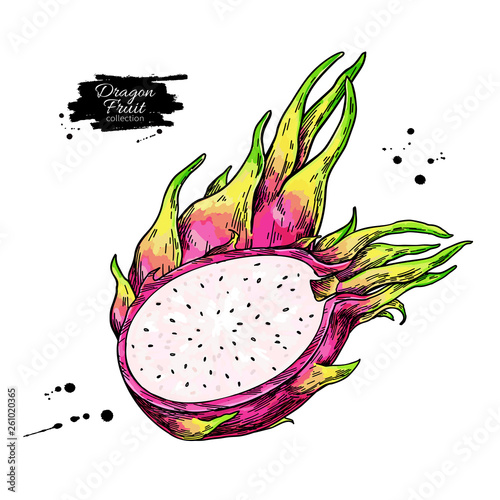 Dragon fruit vector drawing. Hand drawn tropical food illustration. Pink summer dragonfruit.