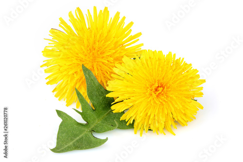 Dandelion flowers with leaf, isolated.