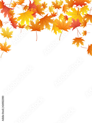 Maple leaves vector background  autumn foliage on white graphic design.