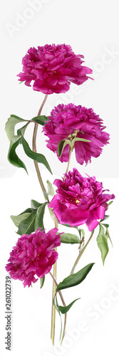 Panorama with peony flowers on a white background.