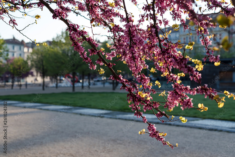 Φωτογραφία Pink trees blooming on the Champ de Mars esplanade in french city of Valence