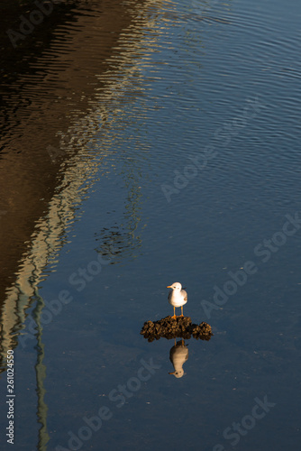 A seagull reflected in the waters of a river