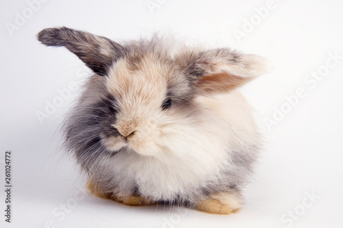 fluffy lop-eared dwarf rabbit on white background